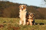 BERGER AUSTRALIEN - ADULT & PUPPY 091